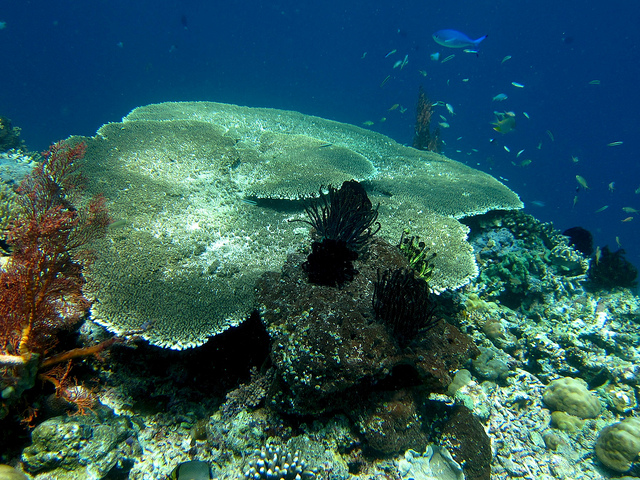 grote-pelagische-vissen-blacktip-en-wittip-rifhaaien-manta's
