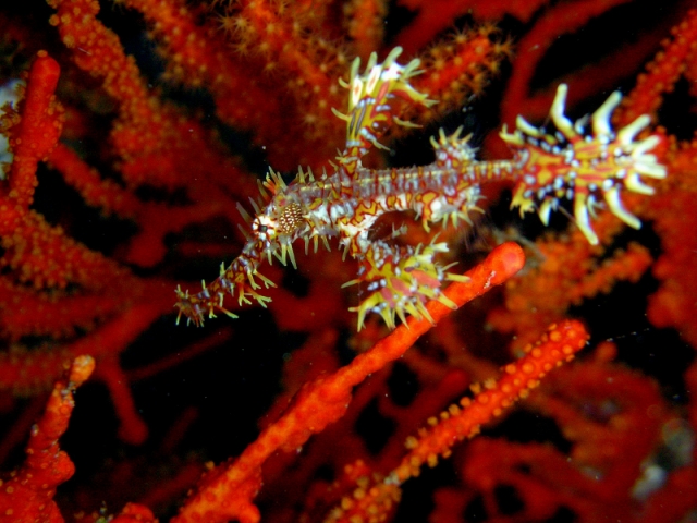 macro-em-muck-diving