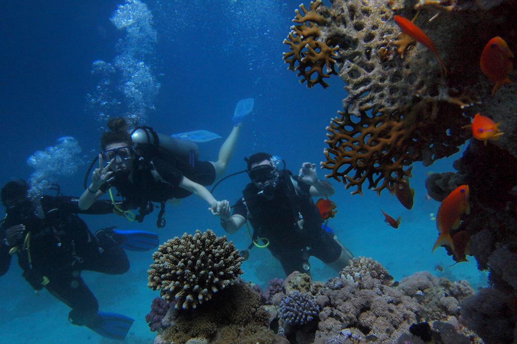 group-divers-and-sea-koral