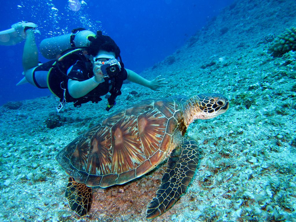 diver-and-underwater-turtle